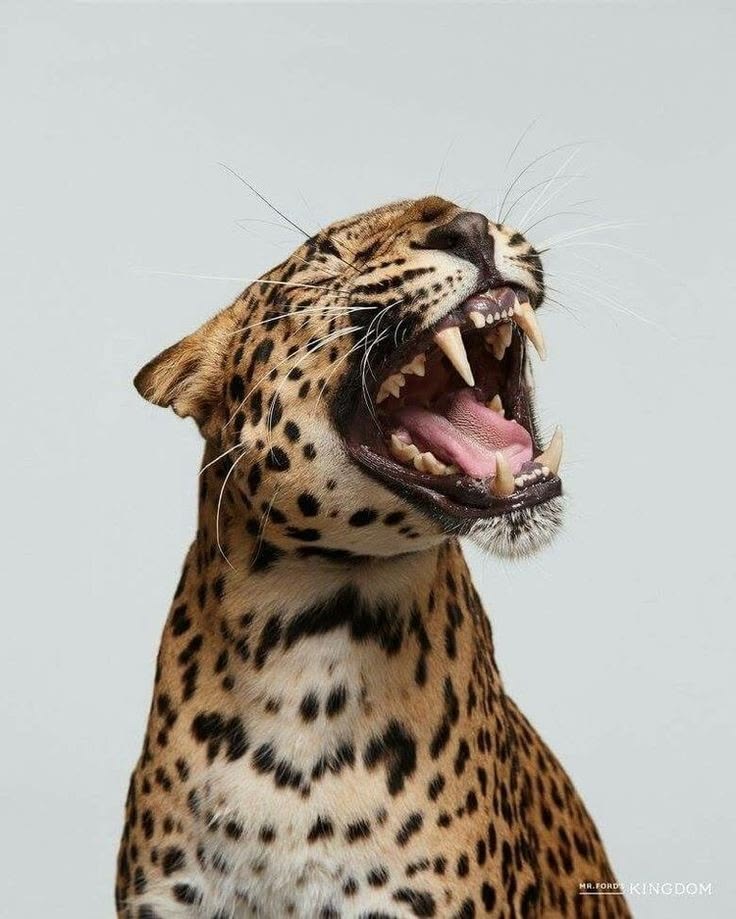 Animals